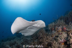 Marble ray at Tubbataha reefs with Seadoors liveaboard. by Pierlo Pablo 